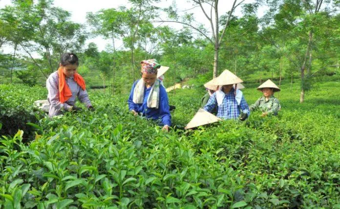 10 đặc sản Tuyên Quang làm quà tặng ý nghĩa và tiết kiệm mà ai cũng thích