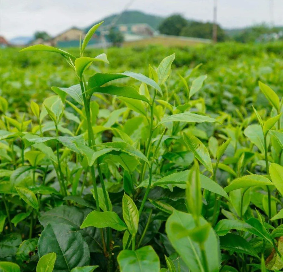 15 món đặc sản Thái Nguyên làm quà vừa ngon vừa mới lạ