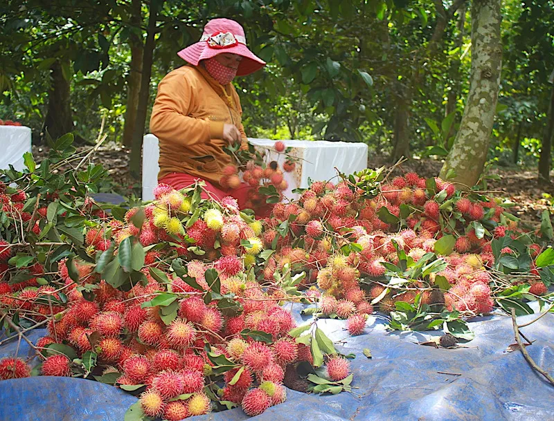 Bật mí 15 đặc sản Đồng Nai ngon nức lòng du khách