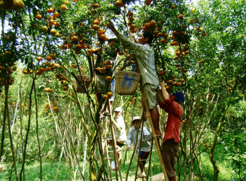 Bến Tre – Quê hương ba đảo dừa xanh 