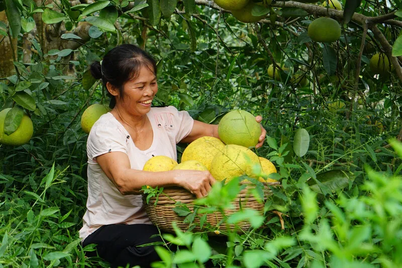 Bưởi Đoan Hùng – Trải nghiệm đặc sản trái cây của đất Tổ