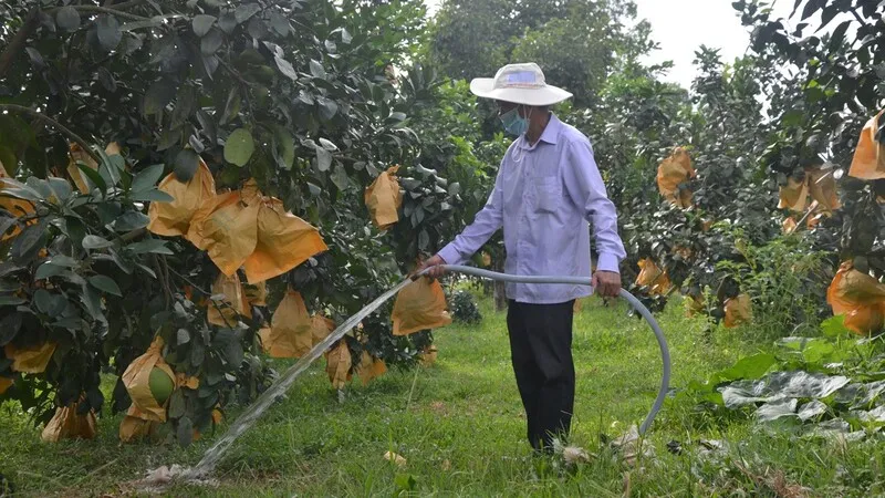 Bưởi Đoan Hùng – Trải nghiệm đặc sản trái cây của đất Tổ