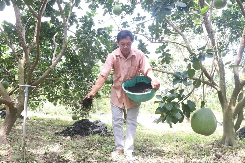 Bưởi Đoan Hùng – Trải nghiệm đặc sản trái cây của đất Tổ