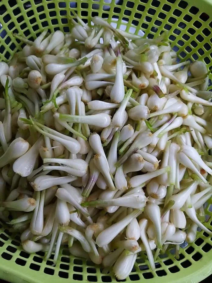 Cách làm củ kiệu ngâm chua ngọt “chuẩn vị” với 5 bước đơn giản