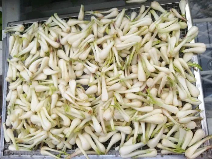 Cách làm củ kiệu ngâm chua ngọt “chuẩn vị” với 5 bước đơn giản