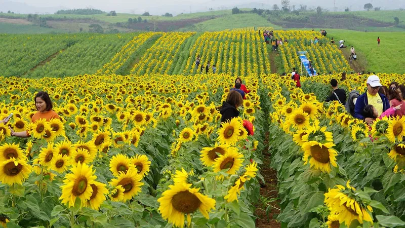 Cánh đồng hoa hướng dương – Địa điểm hút khách ghé thăm dạo gần đây