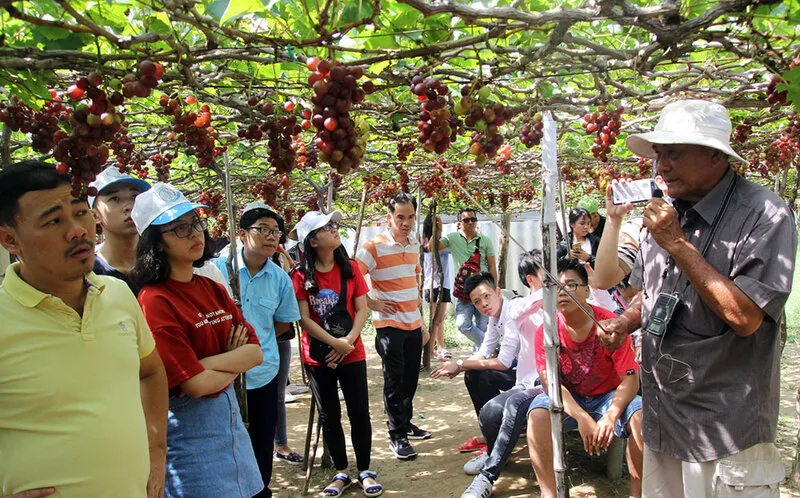 Check-in với hàng ngàn bức ảnh tại vườn nho Ninh Thuận