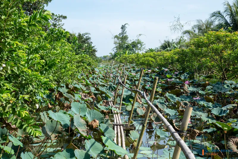 Cồn Sơn Cần Thơ  – Điểm du lịch đậm chất sông nước miền Tây