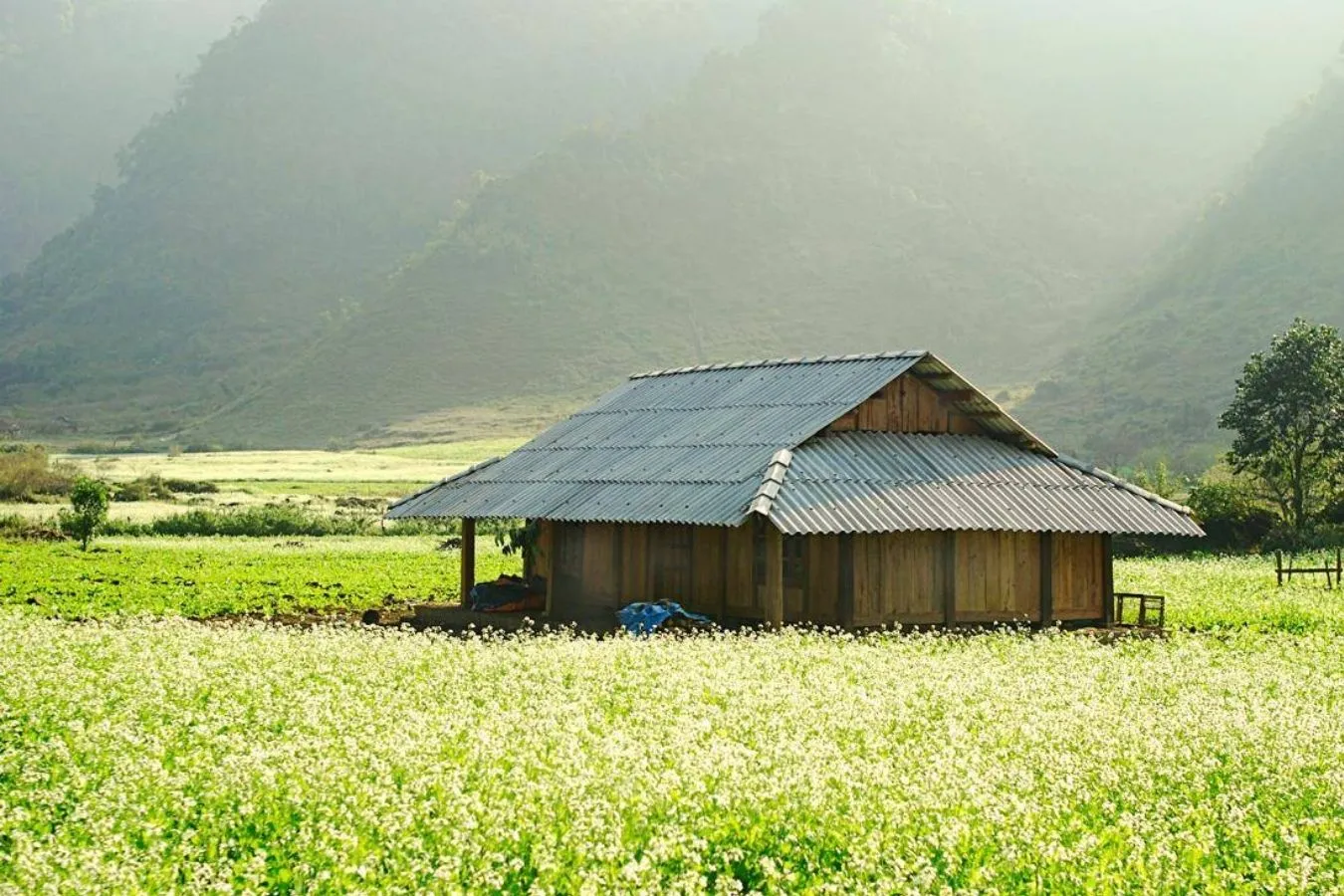 Cùng khám phá Sắc đẹp Mộc Châu tháng 12 có gì thú vị?