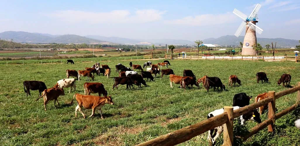 Đà Lạt Milk Farm – Nông trại bò sữa đốn tim giới trẻ