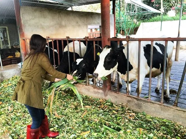 Đà Lạt Milk Farm – Nông trại bò sữa đốn tim giới trẻ