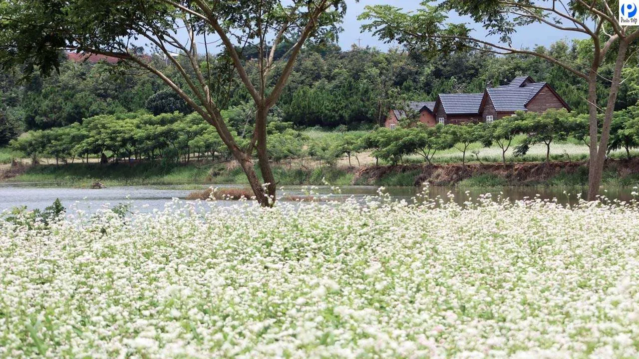 Đà Lạt Milk Farm – Nông trại bò sữa đốn tim giới trẻ