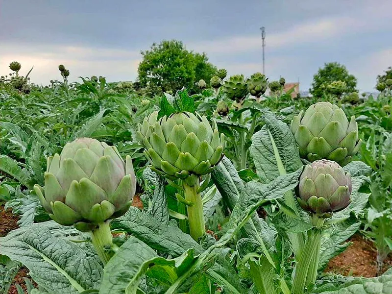 Đà Lạt tháng 11 – Bí kíp du lịch Đà Lạt ăn gì? Chơi gì?