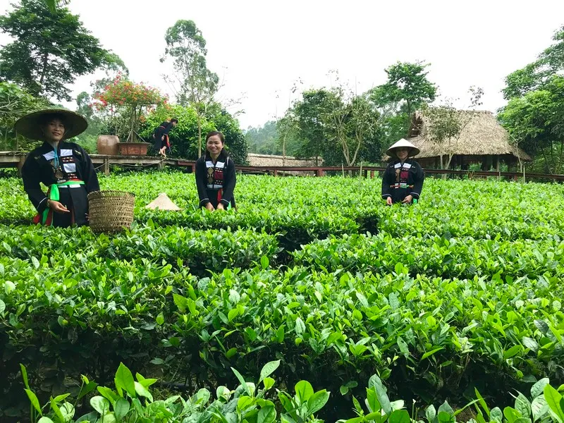 Đồi chè Đông Giang – Địa điểm check-in không thể bỏ qua