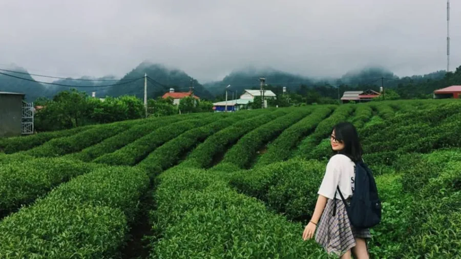 Đồi chè Mộc Châu liệu có phải điểm hẹn Lý Tưởng Tại Sơn La?