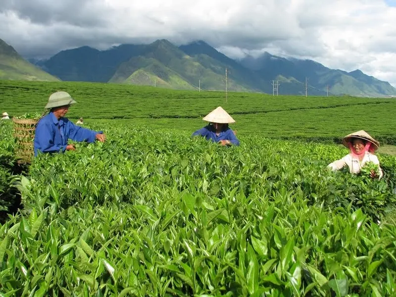 Đồi chè Tân Uyên – Khám phá vẻ đẹp xanh mát ở Lai Châu 