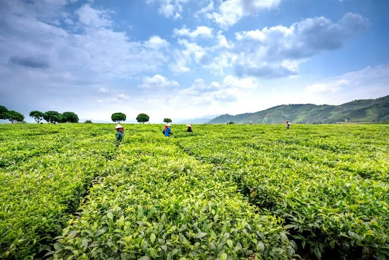 Đồi chè Tân Uyên – Khám phá vẻ đẹp xanh mát ở Lai Châu 