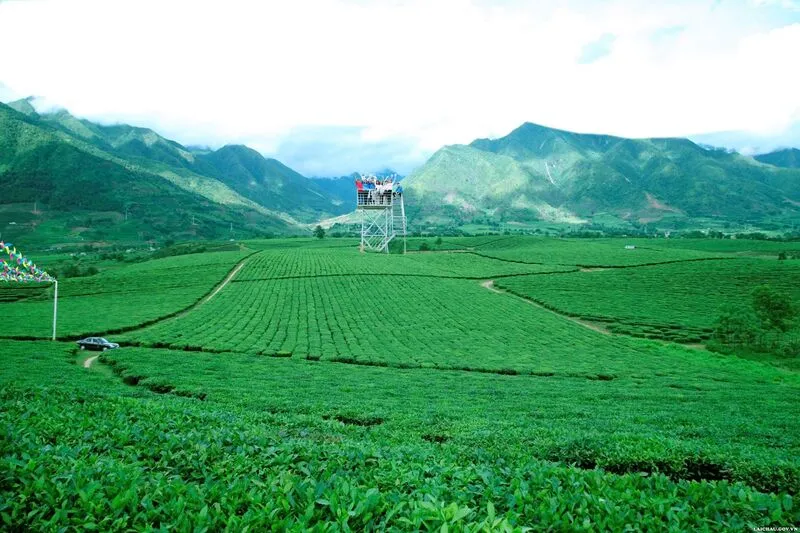 Đồi chè Tân Uyên – Khám phá vẻ đẹp xanh mát ở Lai Châu 