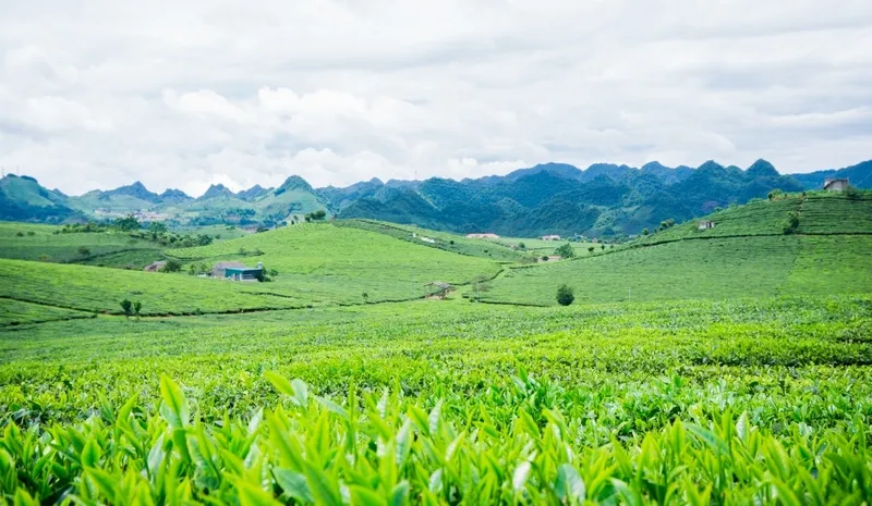 Đồi chè Thanh Sơn – Hòa mình trong vẻ đẹp bình yên