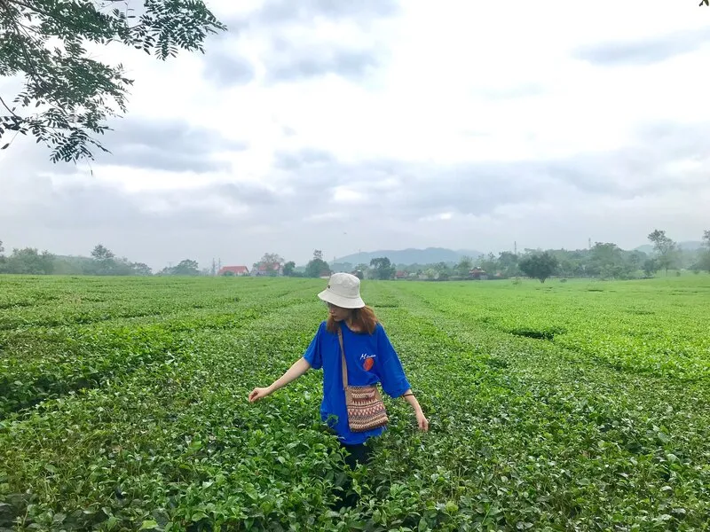 Đồi chè Thanh Sơn – Hòa mình trong vẻ đẹp bình yên