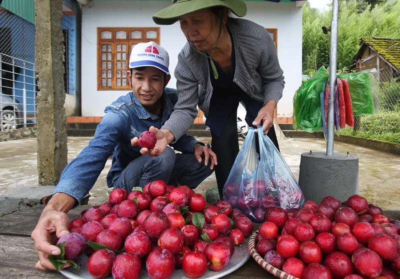 Du lịch mùa mận Sapa đẹp xao xuyến lòng người