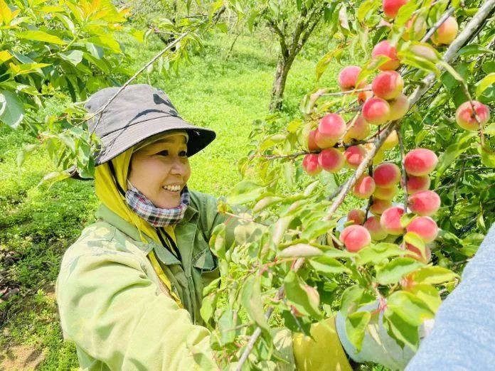 Du lịch Sơn La mua gì? Mách bạn 15 món đặc sản Sơn La làm quà ý nghĩa nhất