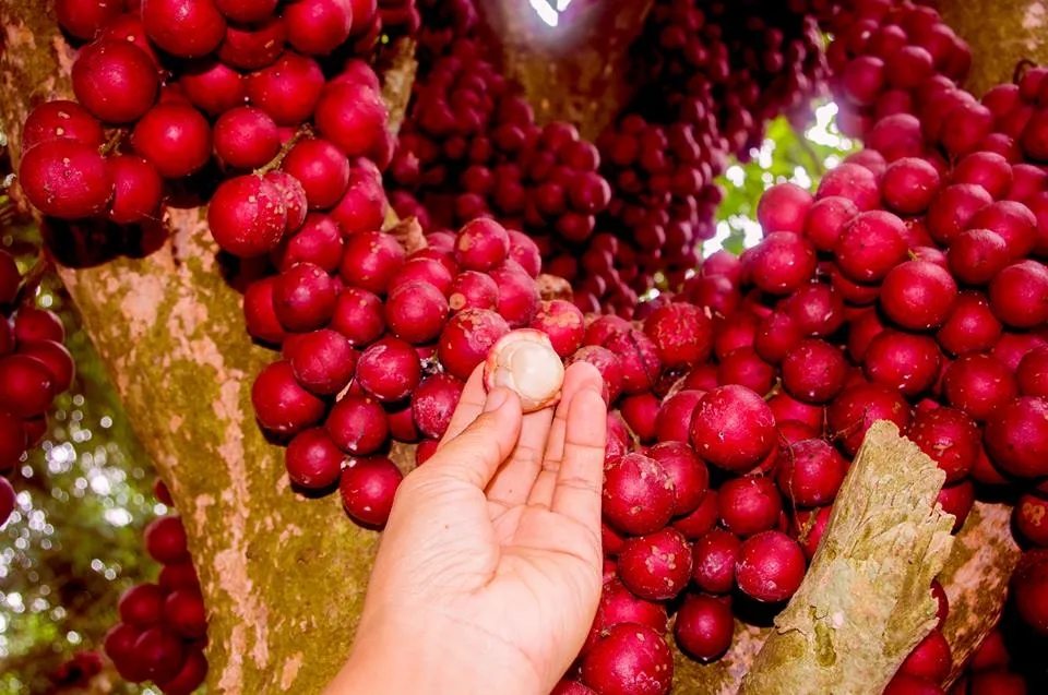 Ghé thăm cao nguyên Vân Hòa – Đà Lạt thứ hai của Việt Nam