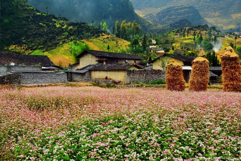 Hà Giang tháng 1 – Ngắm mùa hoa nở trên cao nguyên đá