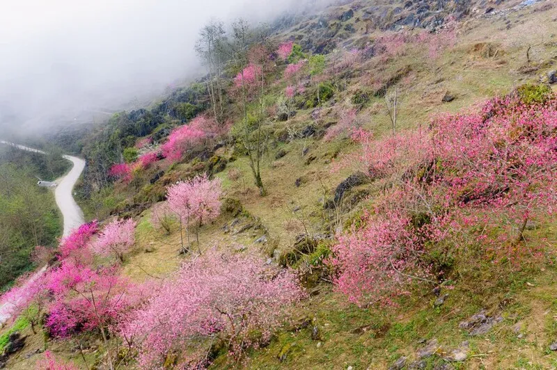 Hà Giang tháng 1 – Ngắm mùa hoa nở trên cao nguyên đá