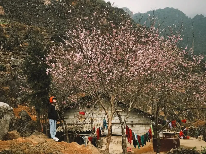 Hà Giang tháng 3 – Sắc đào nở rộ trên cao nguyên đá