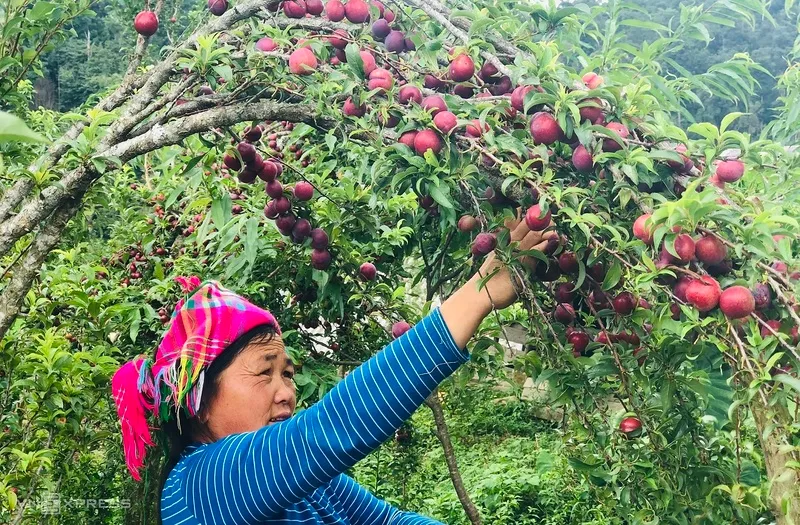 Hà Giang tháng 8 – Hành trình vi vu thú vị ở miền cao nguyên