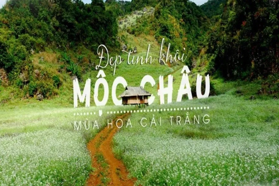 Hoa cải trắng Mộc Châu – Thiên đường sống ảo ở Tây Bắc