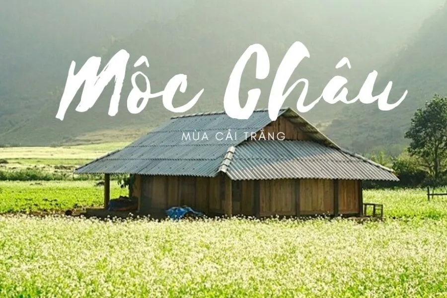 Hoa cải trắng Mộc Châu – Thiên đường sống ảo ở Tây Bắc