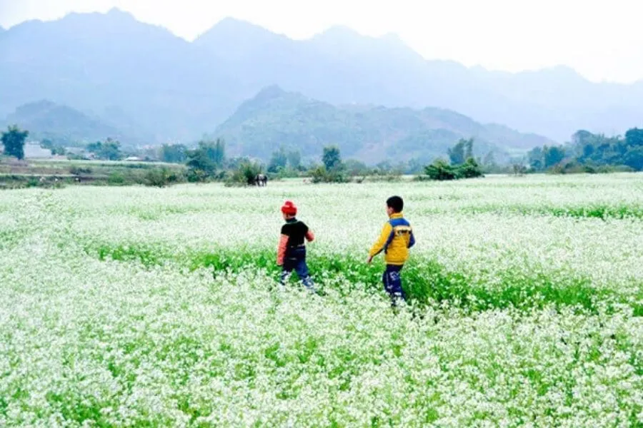 Hoa cải trắng Mộc Châu – Thiên đường sống ảo ở Tây Bắc