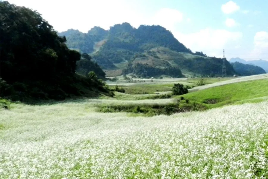 Hoa cải trắng Mộc Châu – Thiên đường sống ảo ở Tây Bắc