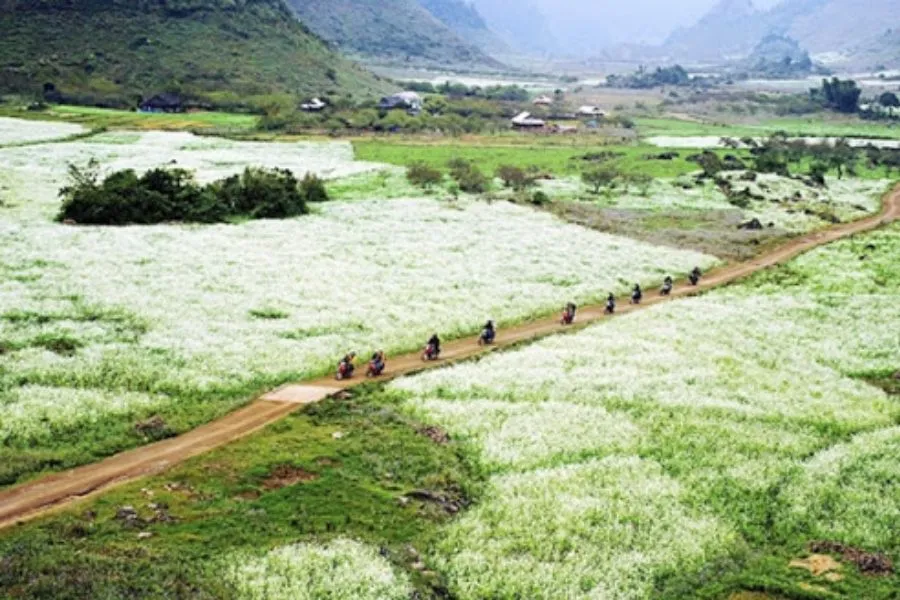 Hoa cải trắng Mộc Châu – Thiên đường sống ảo ở Tây Bắc