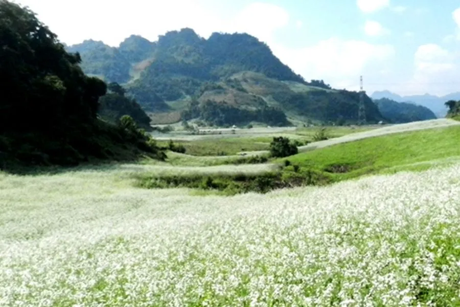 Hoa cải trắng Mộc Châu – Thiên đường sống ảo ở Tây Bắc