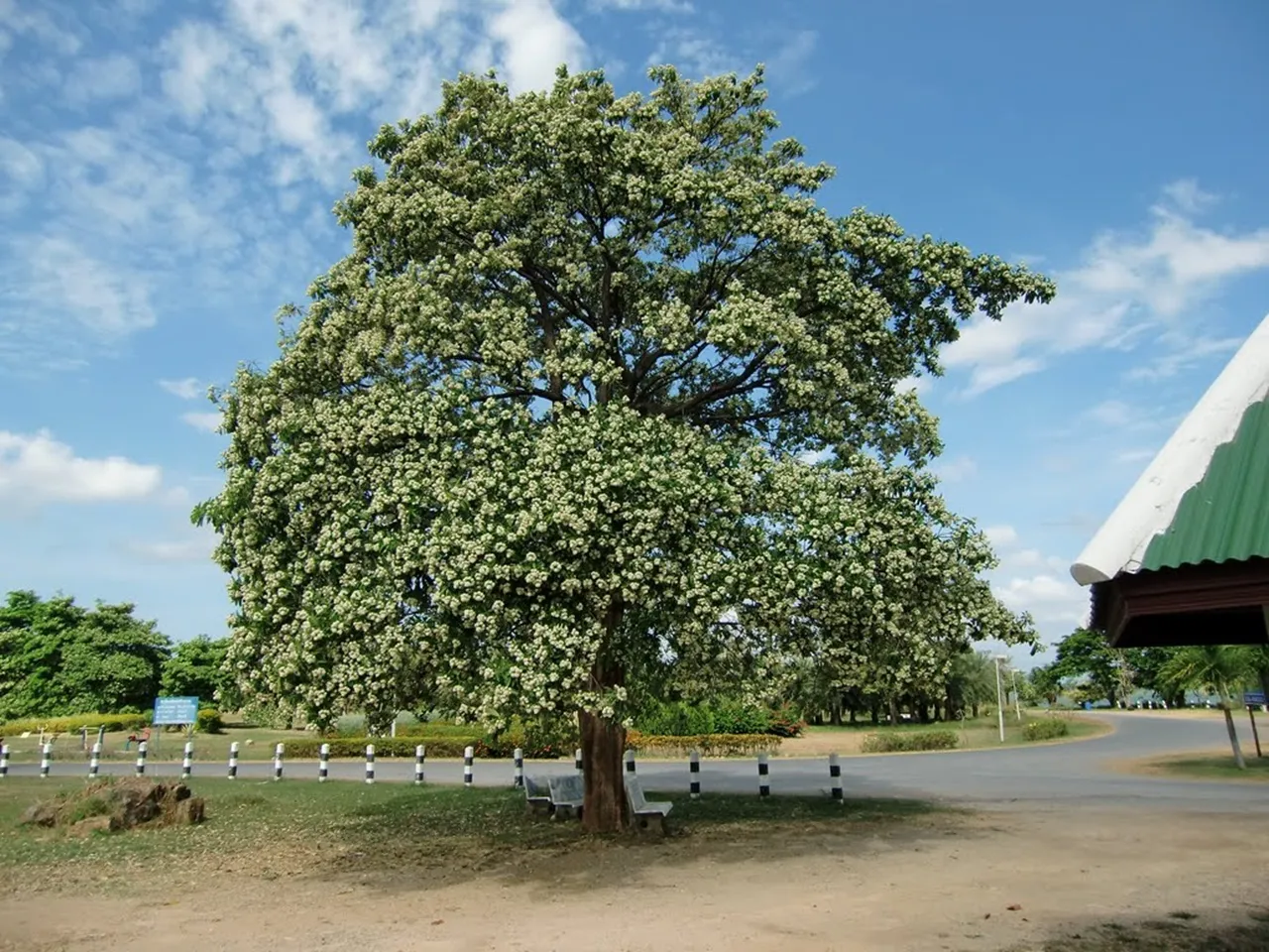 Hoa sữa Hà Nội – Mùa thu nồng nàn thơ mộng