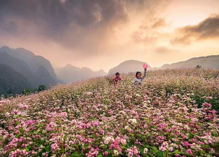 Hoa Tam Giác Mạch Hà Giang – “Đặc sản” nơi vùng cao Tây Bắc