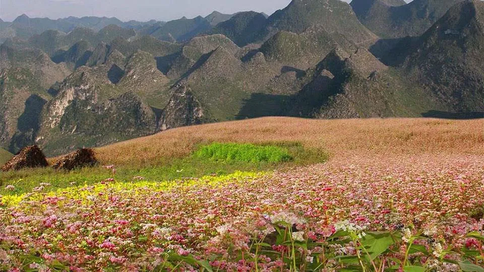 Hoa Tam Giác Mạch Hà Giang – “Đặc sản” nơi vùng cao Tây Bắc