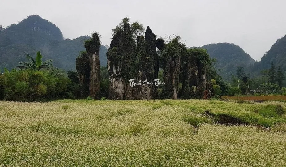 Hoa Tam Giác Mạch Hà Giang – “Đặc sản” nơi vùng cao Tây Bắc