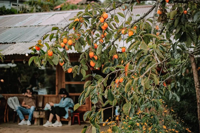 Hồng giòn Đà Lạt – Đặc sản nổi tiếng xứ ngàn hoa