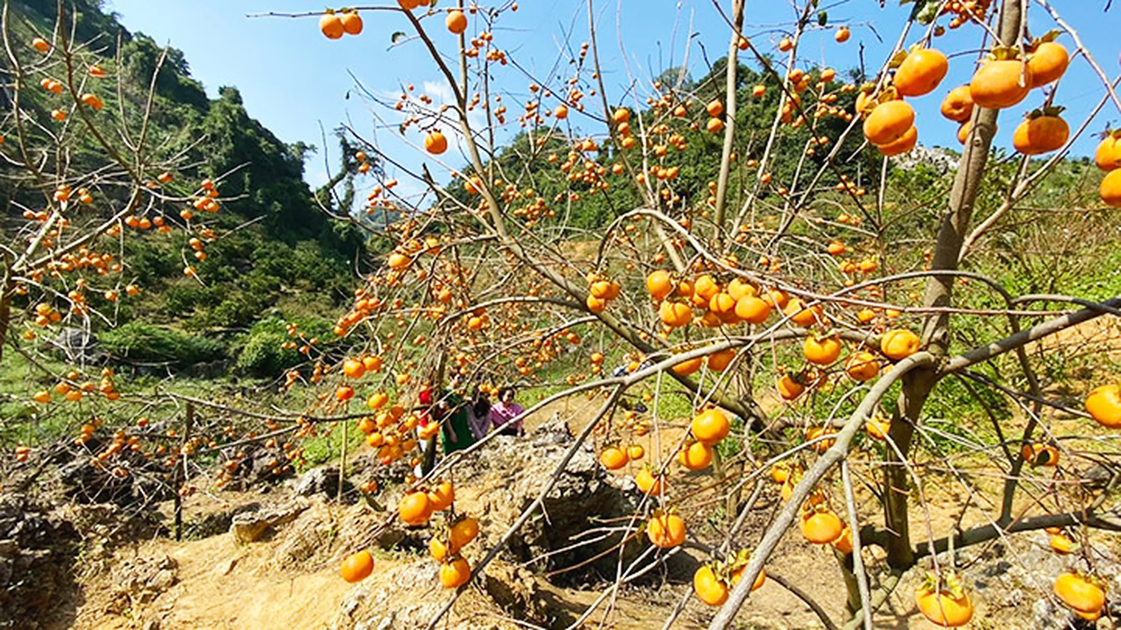 Hồng Giòn Mộc Châu – Món Quà Ngọt Ngào Vùng Tây Bắc