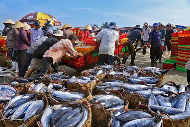 Khám phá 11 chợ hải sản Đà Nẵng giá rẻ, chất lượng