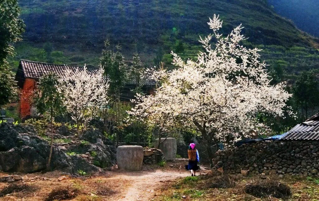 Khám phá Bình Liêu – Lãng mạn đồi cỏ lau Quảng Ninh