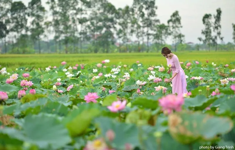 Khám phá Đầm sen Tam Đa – Vẻ đẹp bình dị giữa lòng thành phố