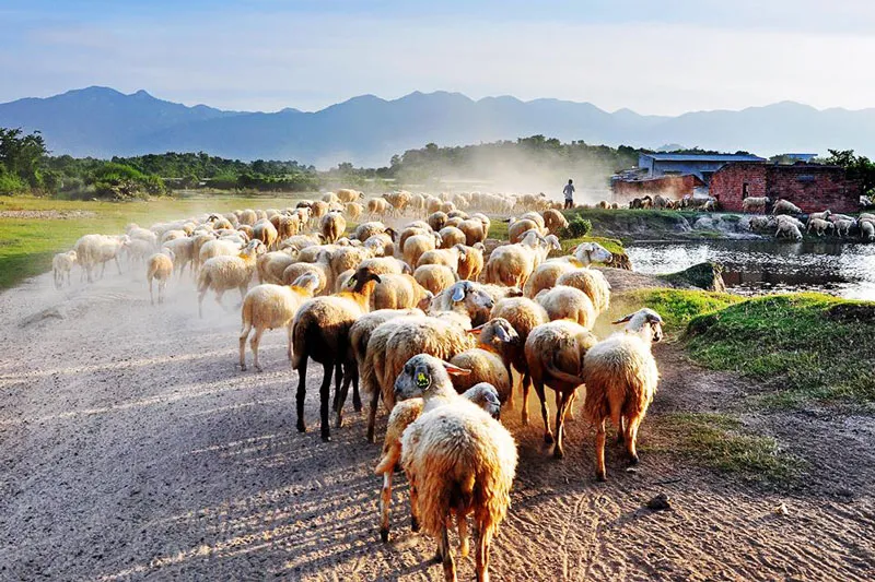 Khám phá Đồng cừu An Hòa – “Mảnh đất gắn kết tình yêu”