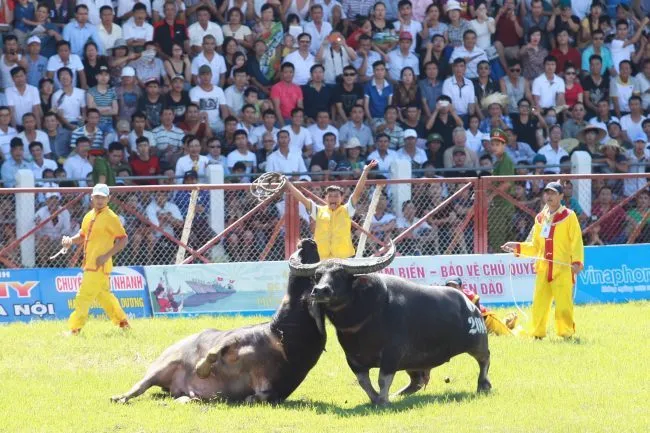 Khám phá nét văn hóa độc đáo trong lễ hội chọi trâu Đồ Sơn