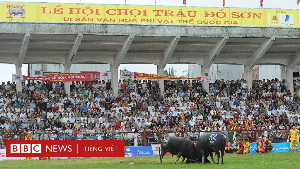 Khám phá nét văn hóa độc đáo trong lễ hội chọi trâu Đồ Sơn