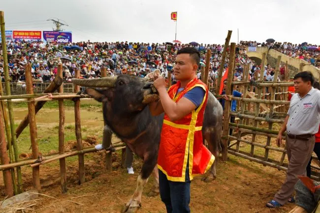 Khám phá nét văn hóa độc đáo trong lễ hội chọi trâu Đồ Sơn